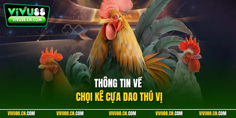 Thông tin về chọi kê cựa dao thú vị